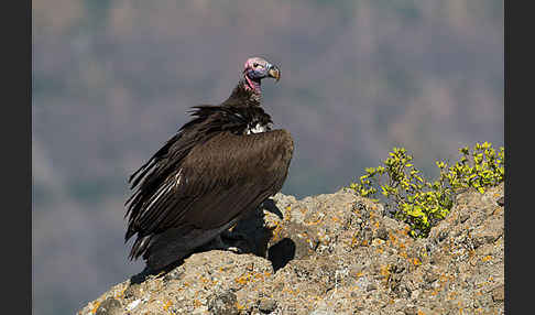 Ohrengeier (Aegypius tracheliotus)