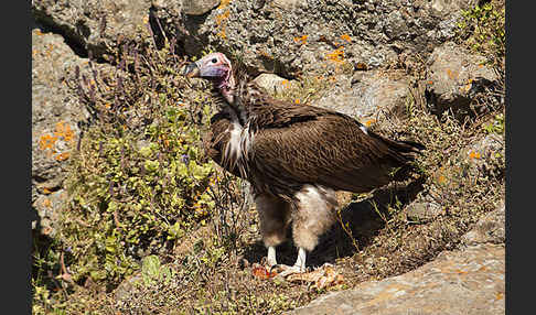 Ohrengeier (Aegypius tracheliotus)