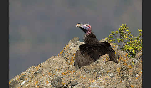 Ohrengeier (Aegypius tracheliotus)