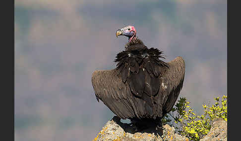 Ohrengeier (Aegypius tracheliotus)