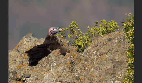 Ohrengeier (Aegypius tracheliotus)