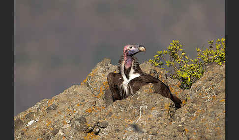 Ohrengeier (Aegypius tracheliotus)