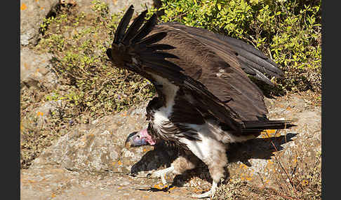 Ohrengeier (Aegypius tracheliotus)