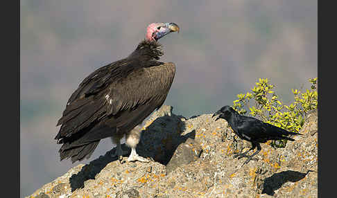 Ohrengeier (Aegypius tracheliotus)