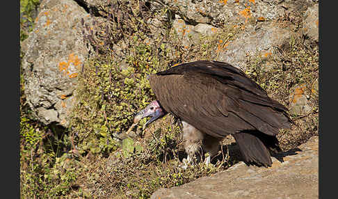 Ohrengeier (Aegypius tracheliotus)