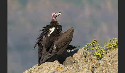 Ohrengeier (Aegypius tracheliotus)