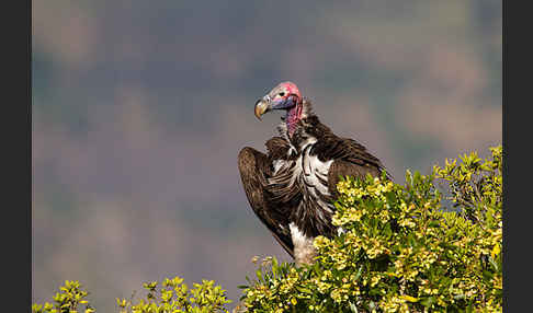 Ohrengeier (Aegypius tracheliotus)