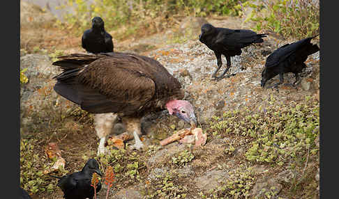 Borstenrabe (Corvus rhipidurus)