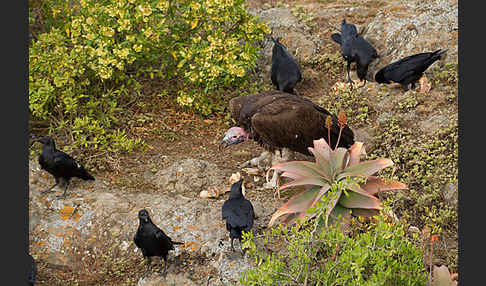 Borstenrabe (Corvus rhipidurus)