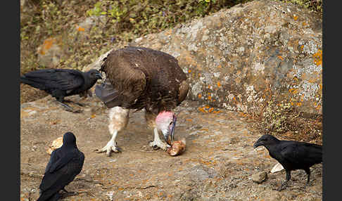 Borstenrabe (Corvus rhipidurus)