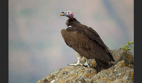 Ohrengeier (Aegypius tracheliotus)