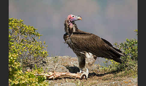 Ohrengeier (Aegypius tracheliotus)