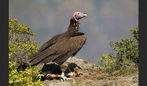 Ohrengeier (Aegypius tracheliotus)