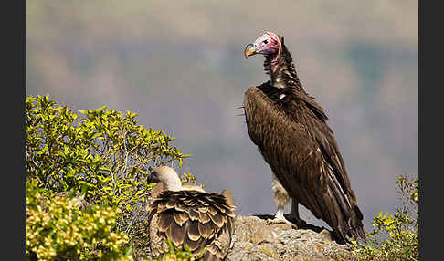 Ohrengeier (Aegypius tracheliotus)