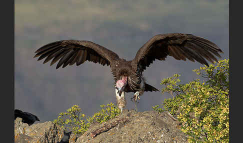 Ohrengeier (Aegypius tracheliotus)