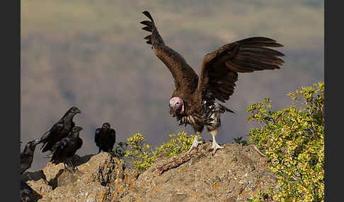 Borstenrabe (Corvus rhipidurus)