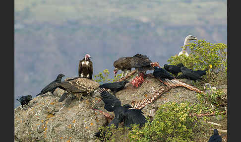 Borstenrabe (Corvus rhipidurus)