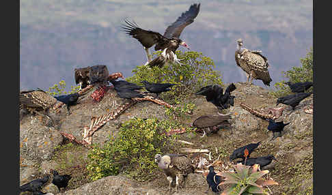 Borstenrabe (Corvus rhipidurus)