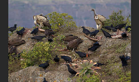 Borstenrabe (Corvus rhipidurus)