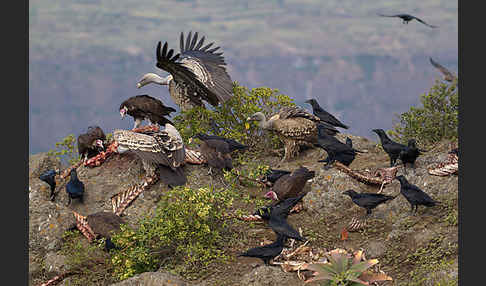 Borstenrabe (Corvus rhipidurus)