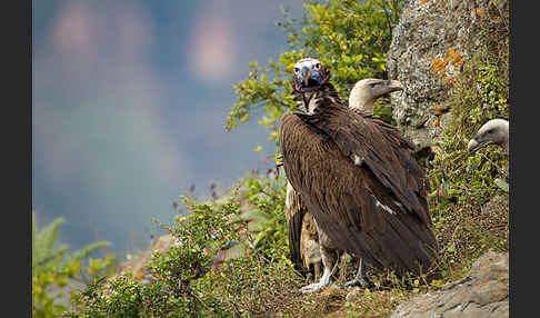 Ohrengeier (Aegypius tracheliotus)