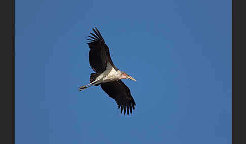 Marabu (Leptoptilos crumiferus)