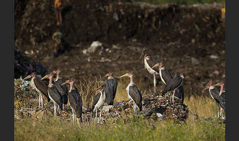 Marabu (Leptoptilos crumiferus)