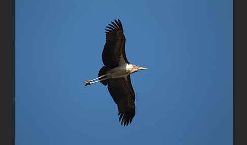 Marabu (Leptoptilos crumiferus)