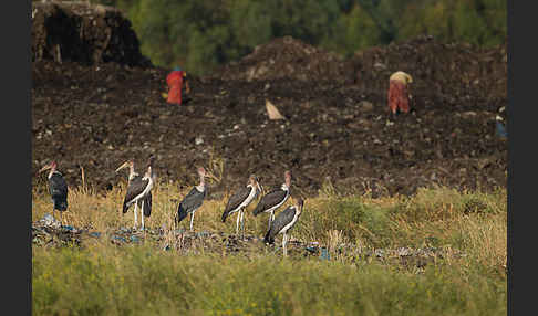 Marabu (Leptoptilos crumiferus)