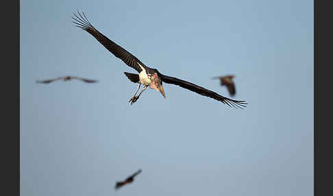 Marabu (Leptoptilos crumiferus)