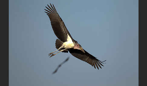 Marabu (Leptoptilos crumiferus)