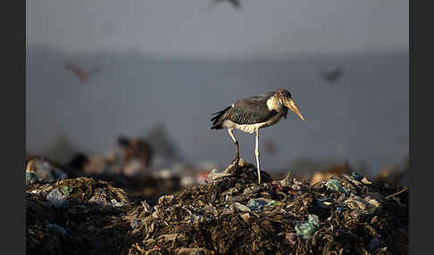 Marabu (Leptoptilos crumiferus)