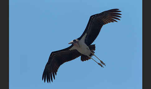 Marabu (Leptoptilos crumiferus)