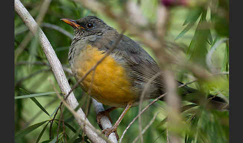 Gmelindrossel (Turdus abyssinicus)