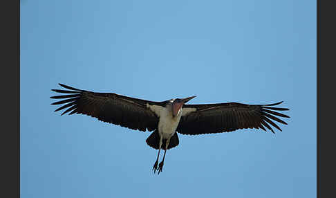 Marabu (Leptoptilos crumiferus)