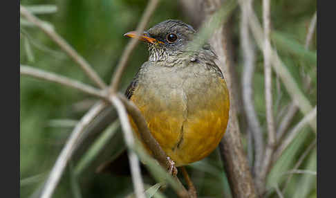 Gmelindrossel (Turdus abyssinicus)