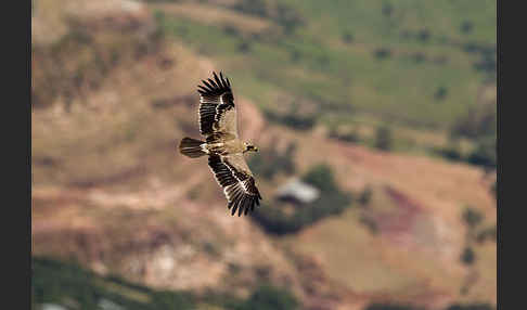 Savannenadler (Aquila rapax)