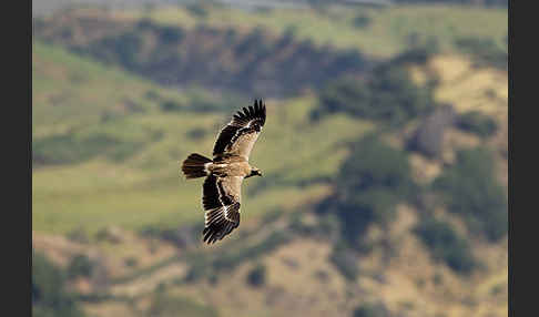 Savannenadler (Aquila rapax)