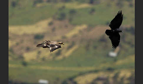 Borstenrabe (Corvus rhipidurus)