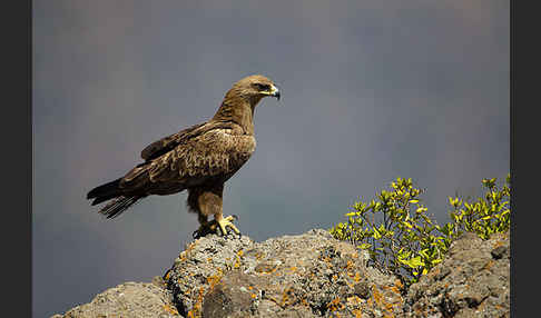 Savannenadler (Aquila rapax)