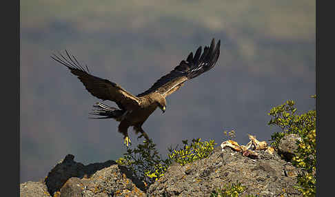 Savannenadler (Aquila rapax)