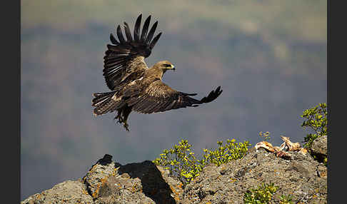 Savannenadler (Aquila rapax)