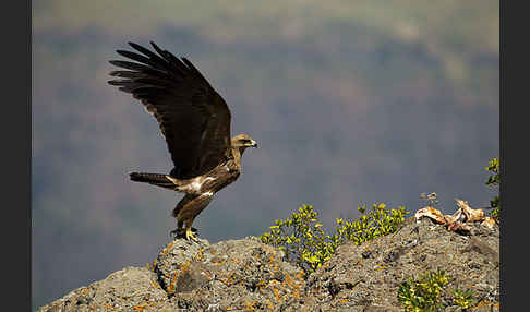 Savannenadler (Aquila rapax)