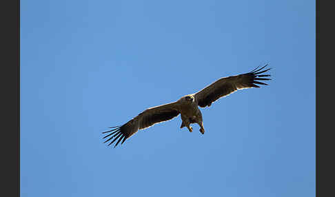 Savannenadler (Aquila rapax)