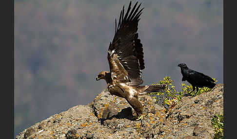 Borstenrabe (Corvus rhipidurus)