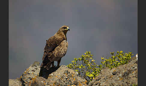 Savannenadler (Aquila rapax)