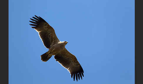 Savannenadler (Aquila rapax)