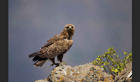 Savannenadler (Aquila rapax)