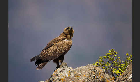 Savannenadler (Aquila rapax)