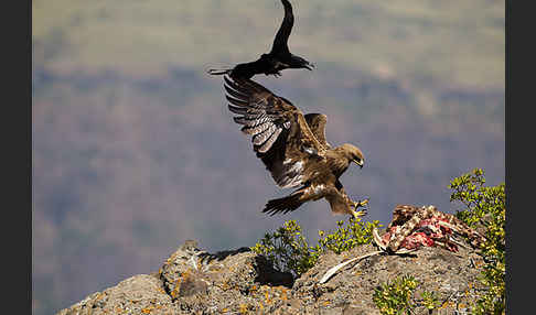 Borstenrabe (Corvus rhipidurus)